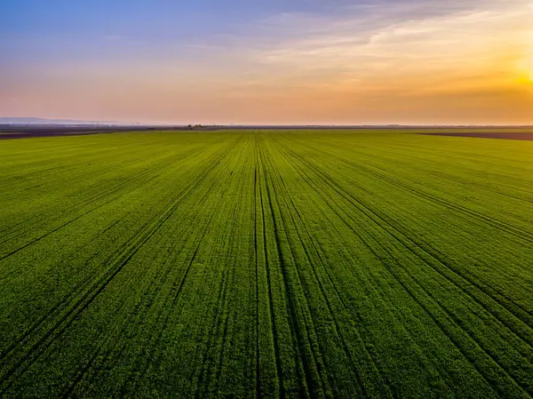 Luftaufnahme Eines Riesigen Grünen Weizenfeldes Bei Sonnenuntergang — Stockfoto