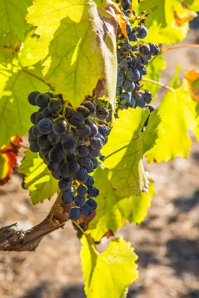 Uvas Que Crecen Viñedo —  Fotos de Stock