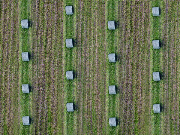 Vista Aérea Linhas Fardos Que Jazem Campo Verde — Fotografia de Stock