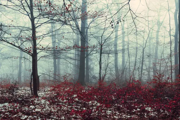 Floresta Nebulosa Inverno — Fotografia de Stock