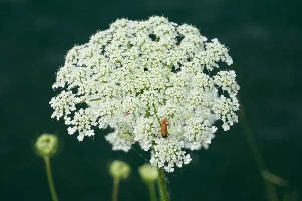 Дикая Морковь Daucus Carota Цвету — стоковое фото