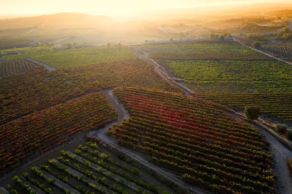 Colpo Idilliaco Vigneto Durante Tramonto — Foto Stock