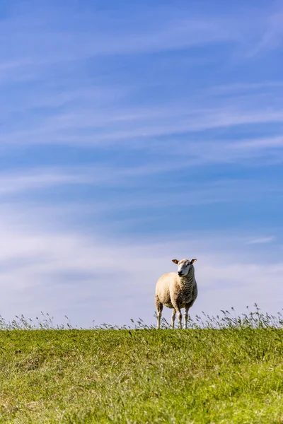 天空笼罩着孤零零地站在绿色的夏季草地上的羊群 — 图库照片