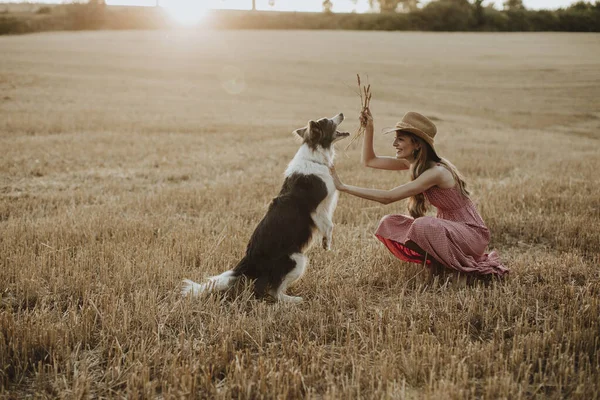 Mujer Jugando Con Collie Dog Campo Trigo Atardecer — Foto de Stock