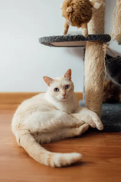 Kot Relaksujący Siedząc Podłodze Domu — Zdjęcie stockowe