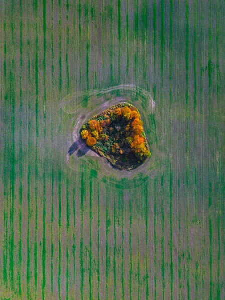 Вид Воздуха Маленькую Рощу Скошенном Поле — стоковое фото