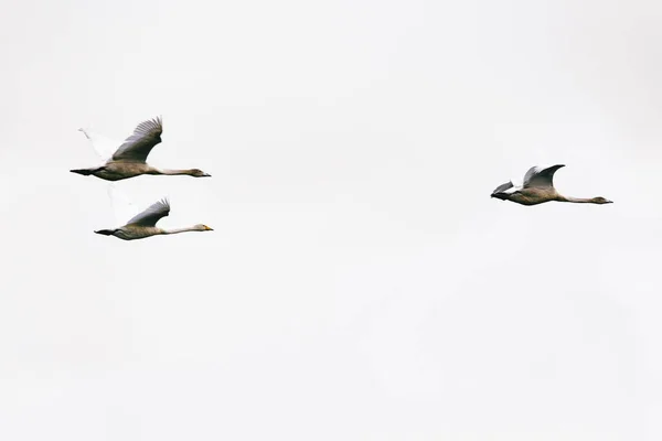Germany Brandenburg Linum Three Geese Flying Clear White Sky — Stock Photo, Image