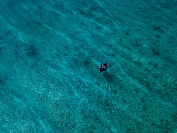 Manta Ray Peces Nadando Mar Turquesa Maldivas — Foto de Stock