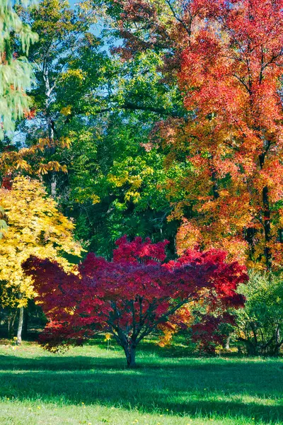Mnohobarevné Podzimní Stromy Nad Trávou Parku Slunci — Stock fotografie