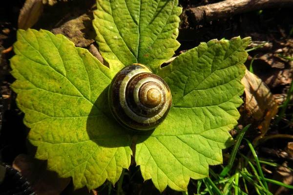 緑の葉に横たわるカタツムリの殻 — ストック写真