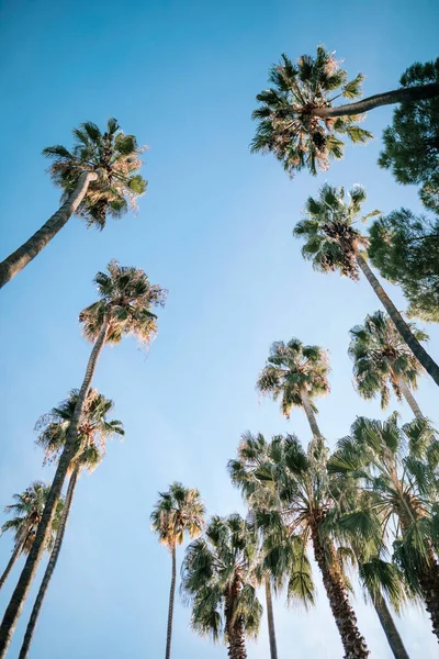 Palmeras Altas Parque Contra Cielo Azul Claro — Foto de Stock