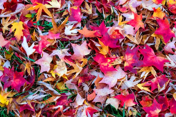 Red Autumn Leaves Ground — Stock Photo, Image