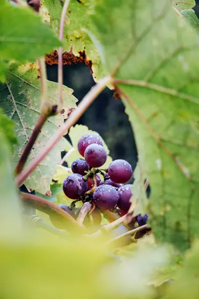 Red Grapes Growing Outdoors Autumn — Stock Photo, Image