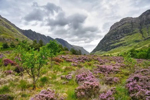 Bruyère Fleurissant Glen Coe — Photo