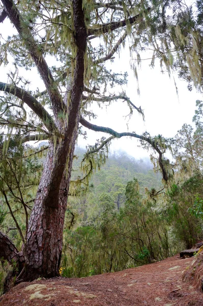 Горная Тропа Висячим Забором Лесу Barranco Madre Del Agua Tenerife — стоковое фото