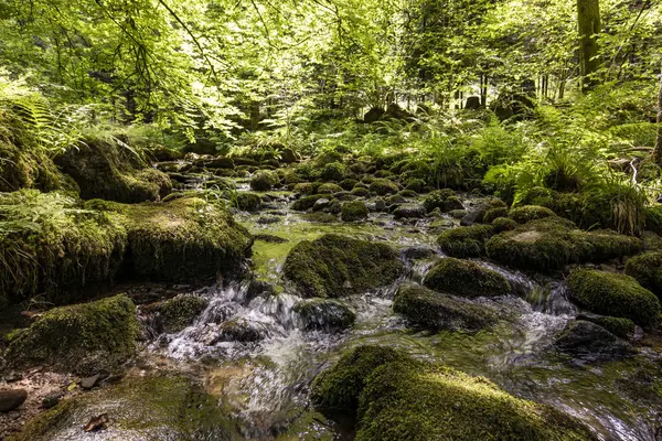 Řeka Alb Tekoucí Mezi Mechem Černém Lese Německo — Stock fotografie