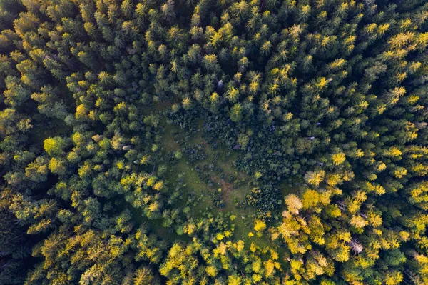 Aerial View Trees Growing Mondsee Land Autumn Salzkammergut Austria — Stock Photo, Image