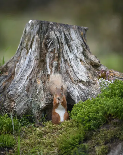 Scoiattolo Nella Foresta — Foto Stock