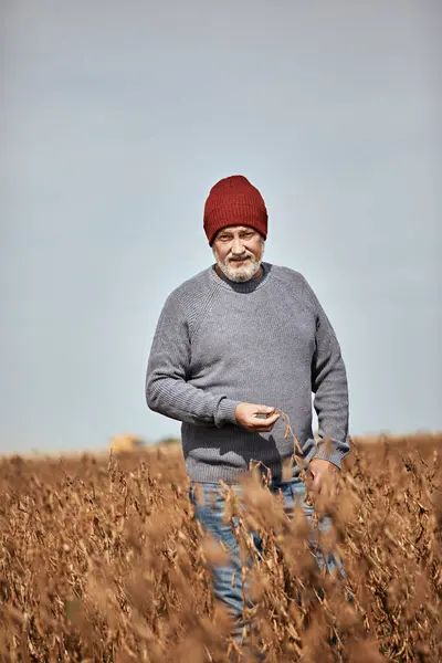 Farmer Examining Crop While Walking Farm Clear Sky — Stock Photo, Image