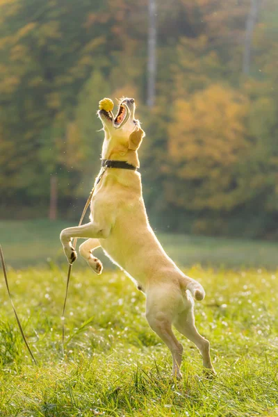 Labrador Retriever Łapanie Zabawki Podczas Skakania Trawie Jesienią — Zdjęcie stockowe