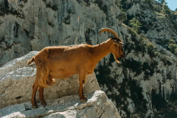 ヤギはピコス ヨーロッパ国立公園 アストゥリアス州 スペインのケアトレイルの山の端に立っています — ストック写真