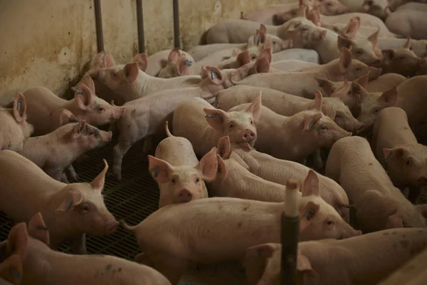 Домашні Свині Свині Фермі — стокове фото