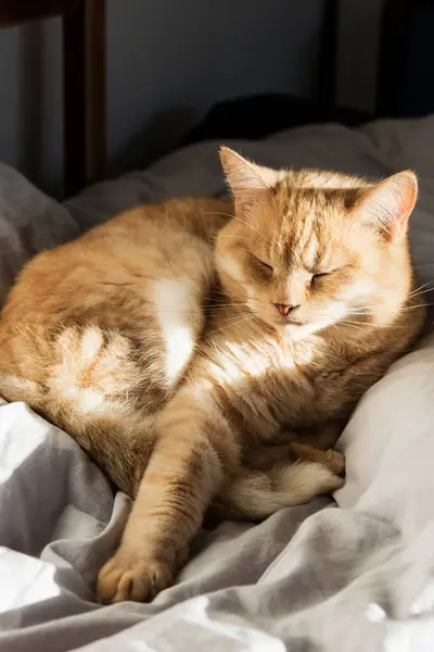 Κοντινό Πλάνο Του Τζίντζερ Εγχώρια Γάτα Που Βρίσκεται Στο Κρεβάτι — Φωτογραφία Αρχείου