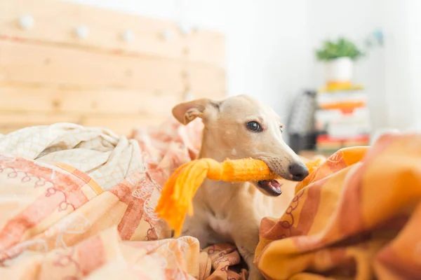 Close Van Hond Met Speelgoed Mond Liggend Bed Thuis — Stockfoto