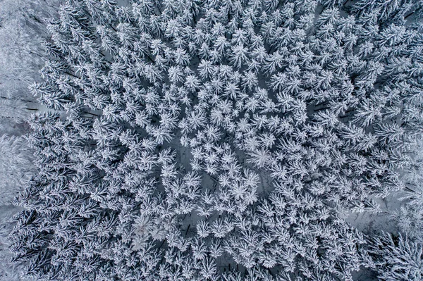 Helicopter View Snow Covered Forest — Stock Photo, Image