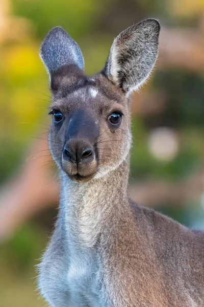 Australië West Australië Winderige Haven Close Portret Van Rode Kangoeroe — Stockfoto
