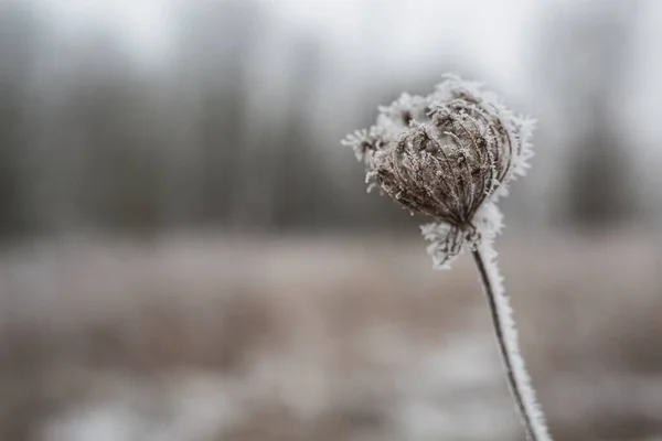 ドイツ ブランデンブルク マフロー 冬の日の植物の雪 — ストック写真
