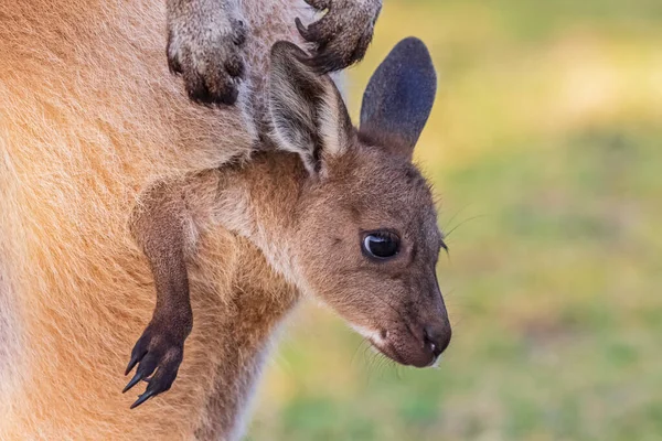 Australia Western Australia Windy Harbour Close Red Kangaroo Macropus Rufus — Fotografia de Stock