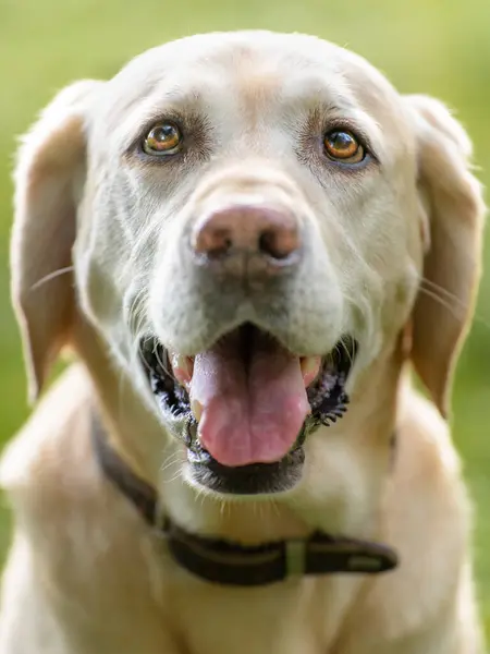 Retrato Labrador Retriever Ofegante — Fotografia de Stock