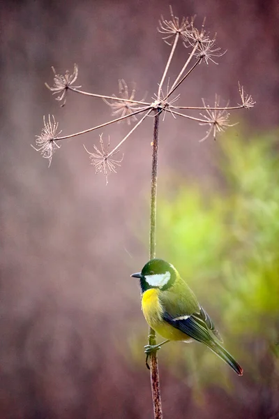 Kohlmeise Parus Major Sitzt Auf Pflanzenstamm — Stockfoto