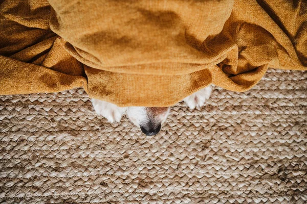 Pes Dece Odpočinku Při Ležení Koberci Doma — Stock fotografie