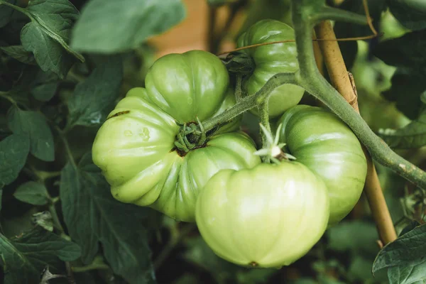 Grüne Zebratomate Auf Zweig — Stockfoto