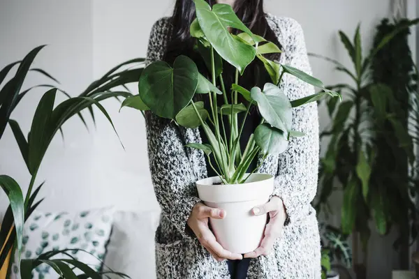 Woman Holding Monstera Plant Wall Home — Stock Photo, Image