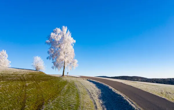 Klar Himmel Frostdækkede Birketræer Der Vokser Landevejen - Stock-foto