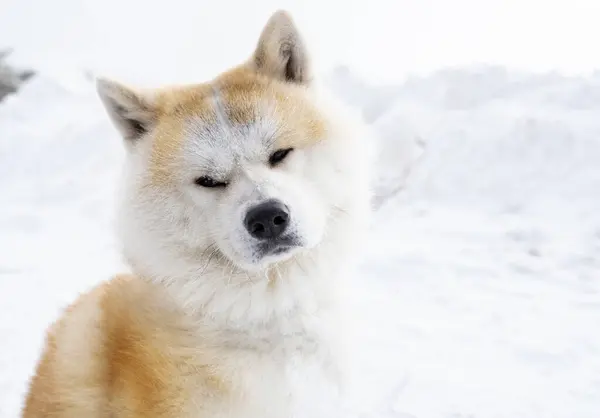 Akita Inu Pes Stojící Sněhu — Stock fotografie