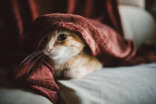 Gato Envolto Cobertor Vermelho Sentado Sofá — Fotografia de Stock