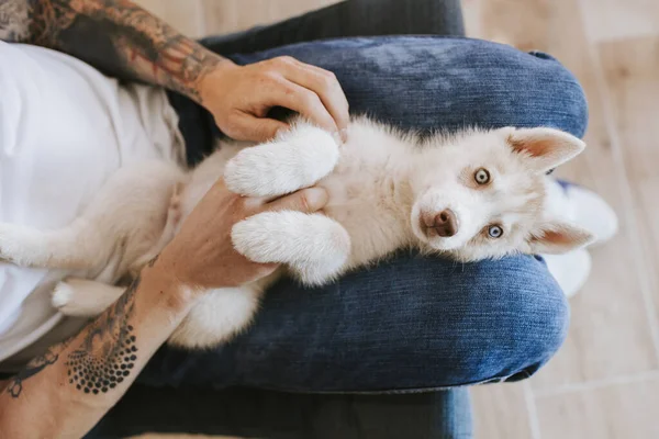 Chien Couché Sur Ses Genoux Propriétaire Maison — Photo