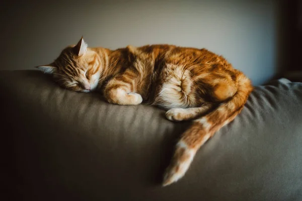Evdeki Duvarda Kanepede Uyuyan Kızıl Kedinin Yakın Çekimi — Stok fotoğraf