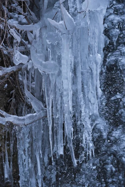 Icicles Branches Close — Stock Photo, Image