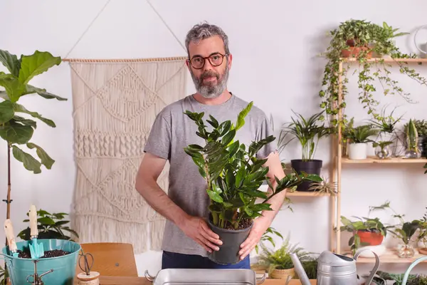 Maduro Homem Segurando Vaso Planta Zamioculcas Zamiifolia Enquanto Está Casa — Fotografia de Stock