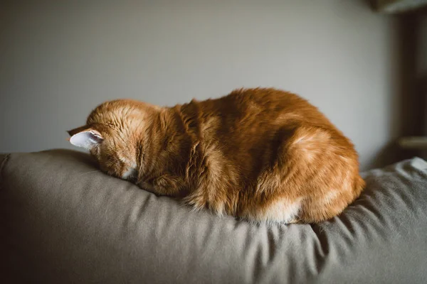 Ginger Cat Sleeping Face Couch Home — Stock Photo, Image
