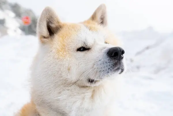 Akita Inu Pes Sedí Dívá Pryč Během Zimy — Stock fotografie
