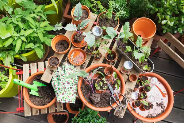 Kräuter Und Gemüse Balkongarten Angebaut — Stockfoto