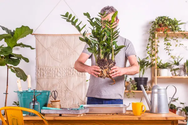 Homem Segurando Planta Zamioculcas Zamiifolia Enquanto Está Casa — Fotografia de Stock