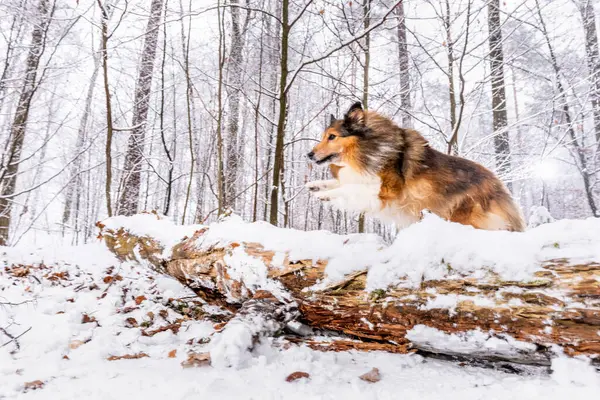 Shetland Sheepdog Saltando Sobre Neve Coberto Árvore Caída Floresta Durante — Fotografia de Stock