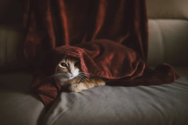 Cat Blanket Sofa Home — Stock Photo, Image